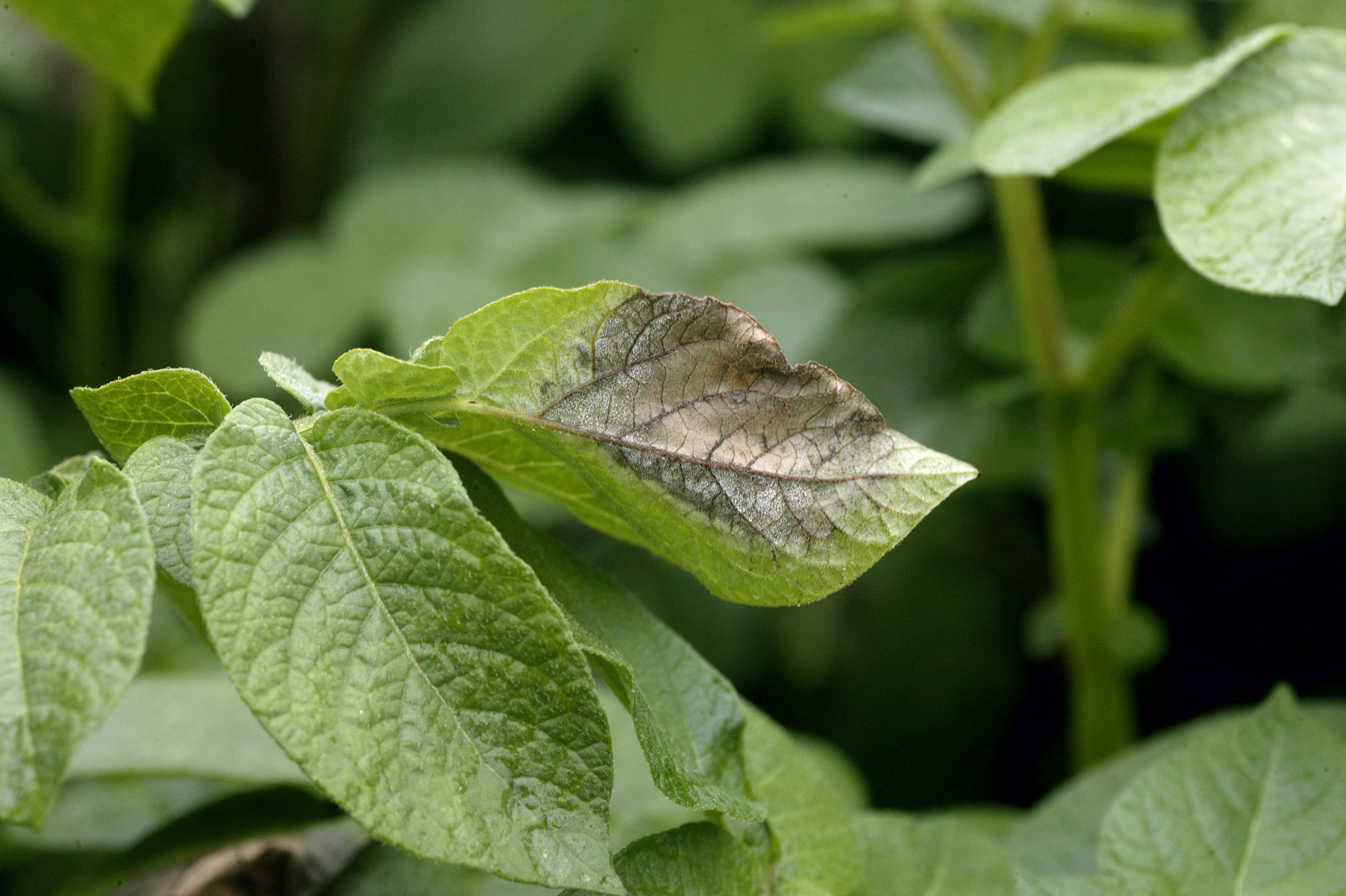 Phytophthora in aardappelen.