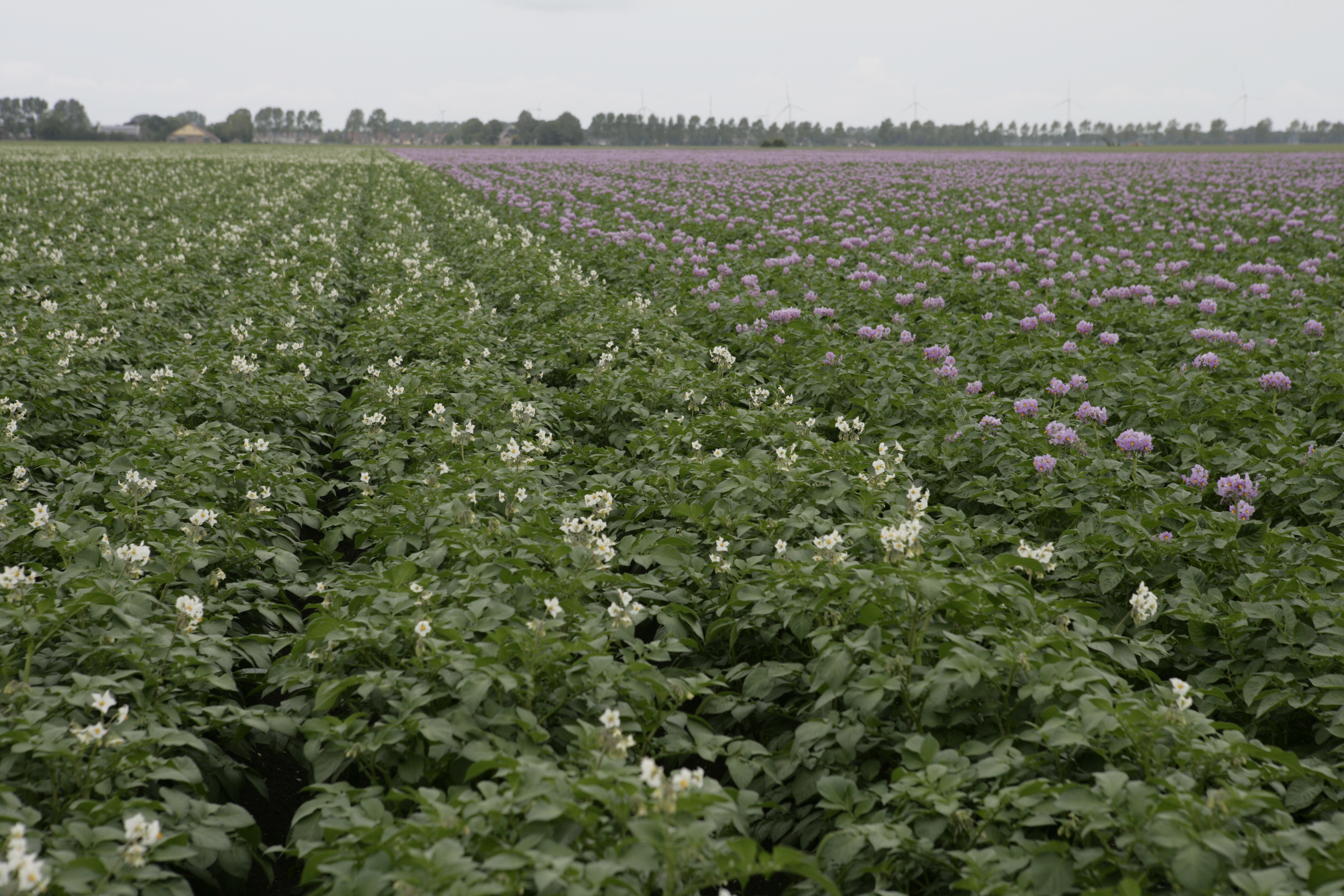 foto bloeiende aardappelen