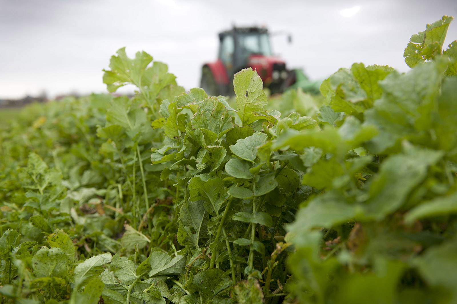 Groenbemester. - Foto: Mark Pasveer