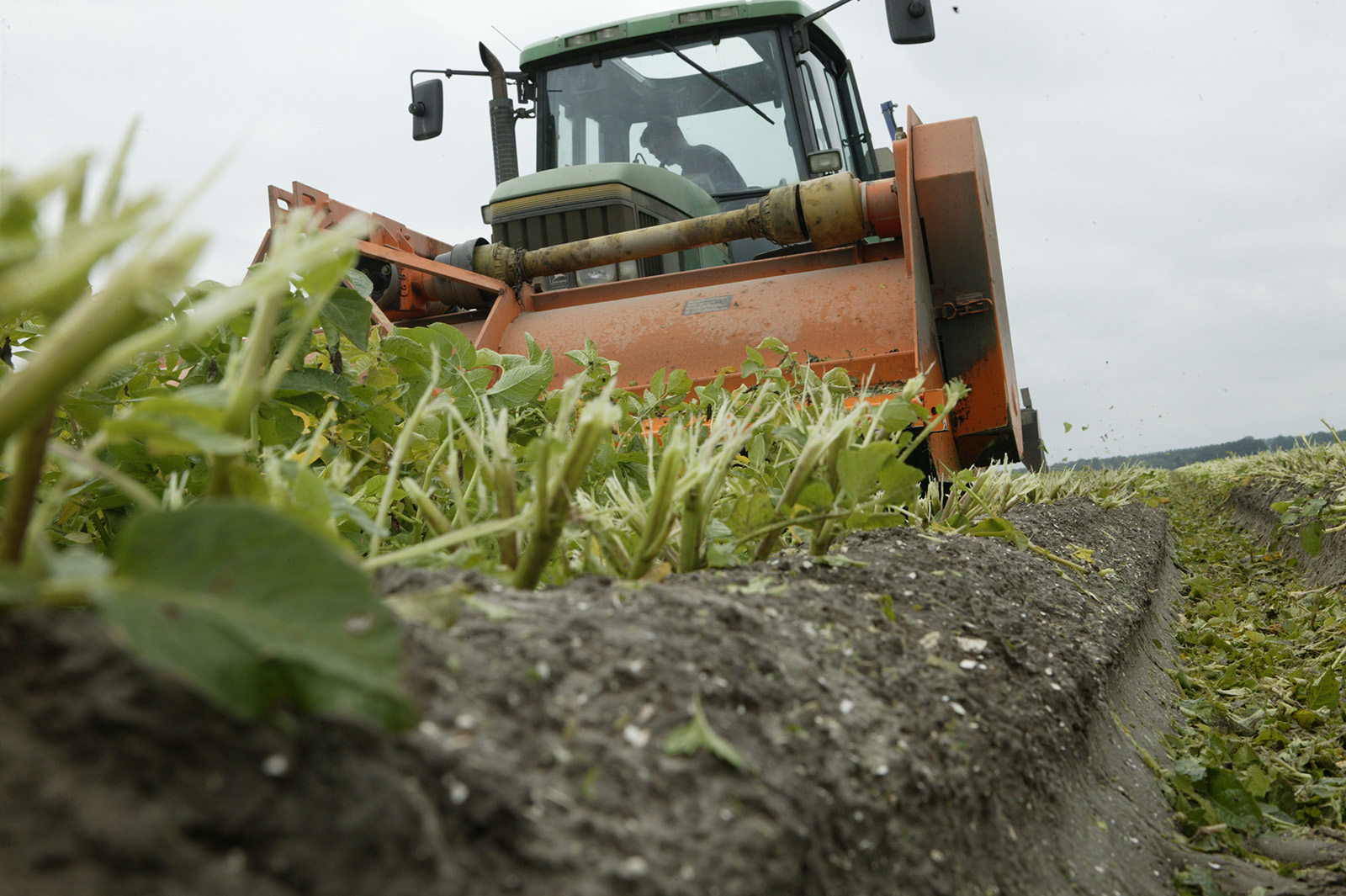 Het klappen en spuiten van een perceel pootgoed. - Foto: Henk Riswick