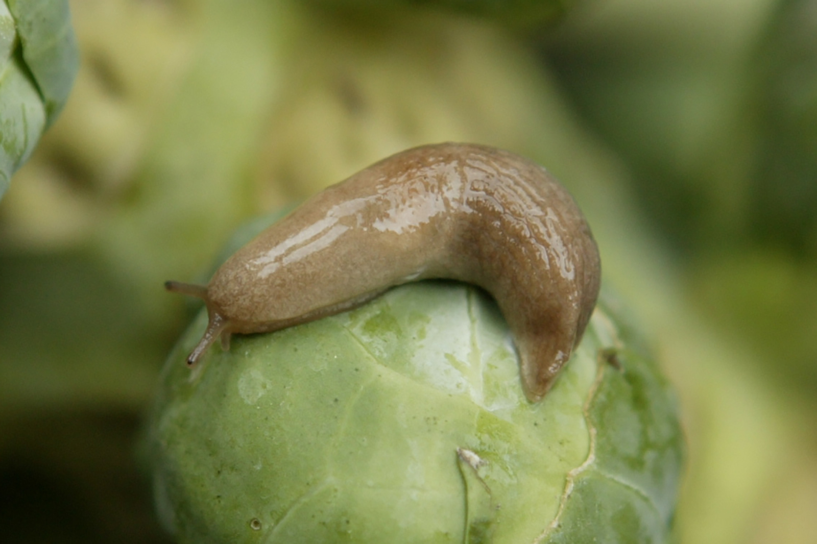 Slakken. - Foto: Jan Willem Schouten