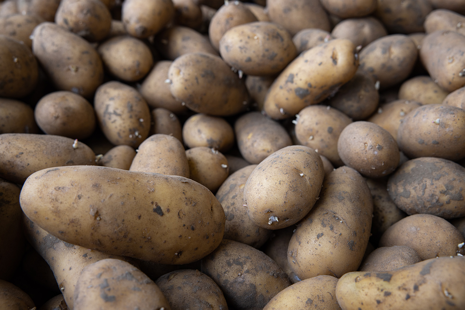 Aardappelen in opslag. - Foto: Peter Roek