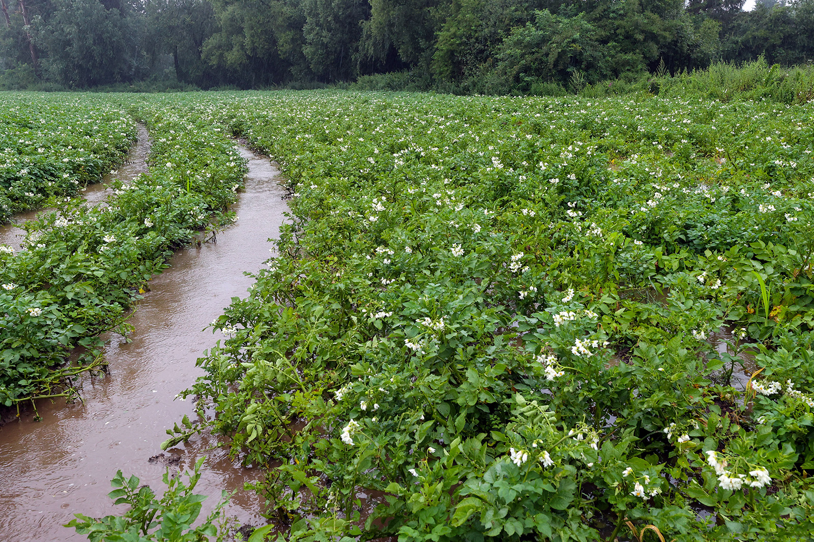 Ondergelopen perceel met aardappelen