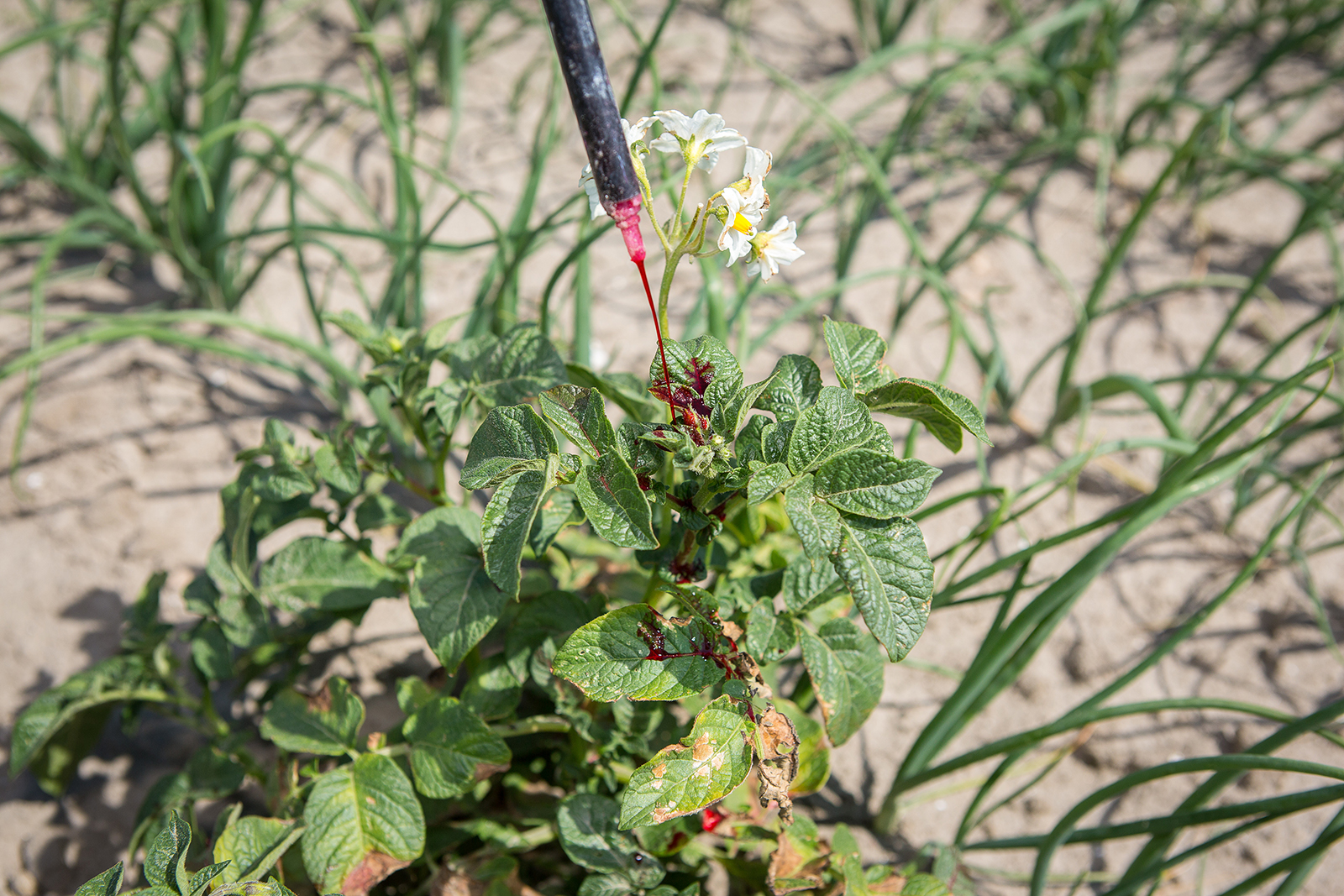 Aardappelopslag in zaaiuien. - Foto: Peter Roek