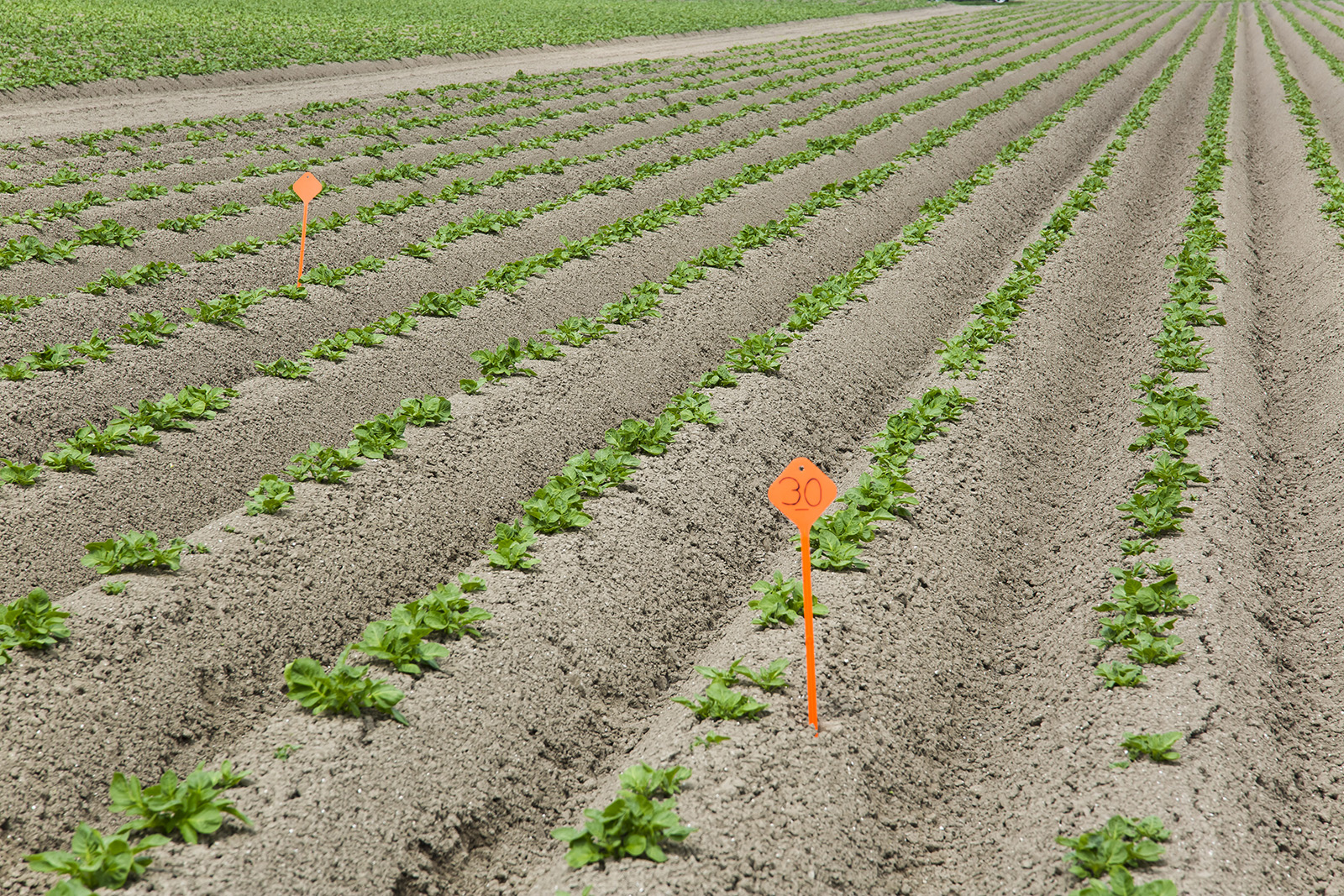 Opkomst van aardappelen. Het aantal stengels per m² is de belangrijkste factor bij het sturen van de opbrengst en sortering van aardappelen.