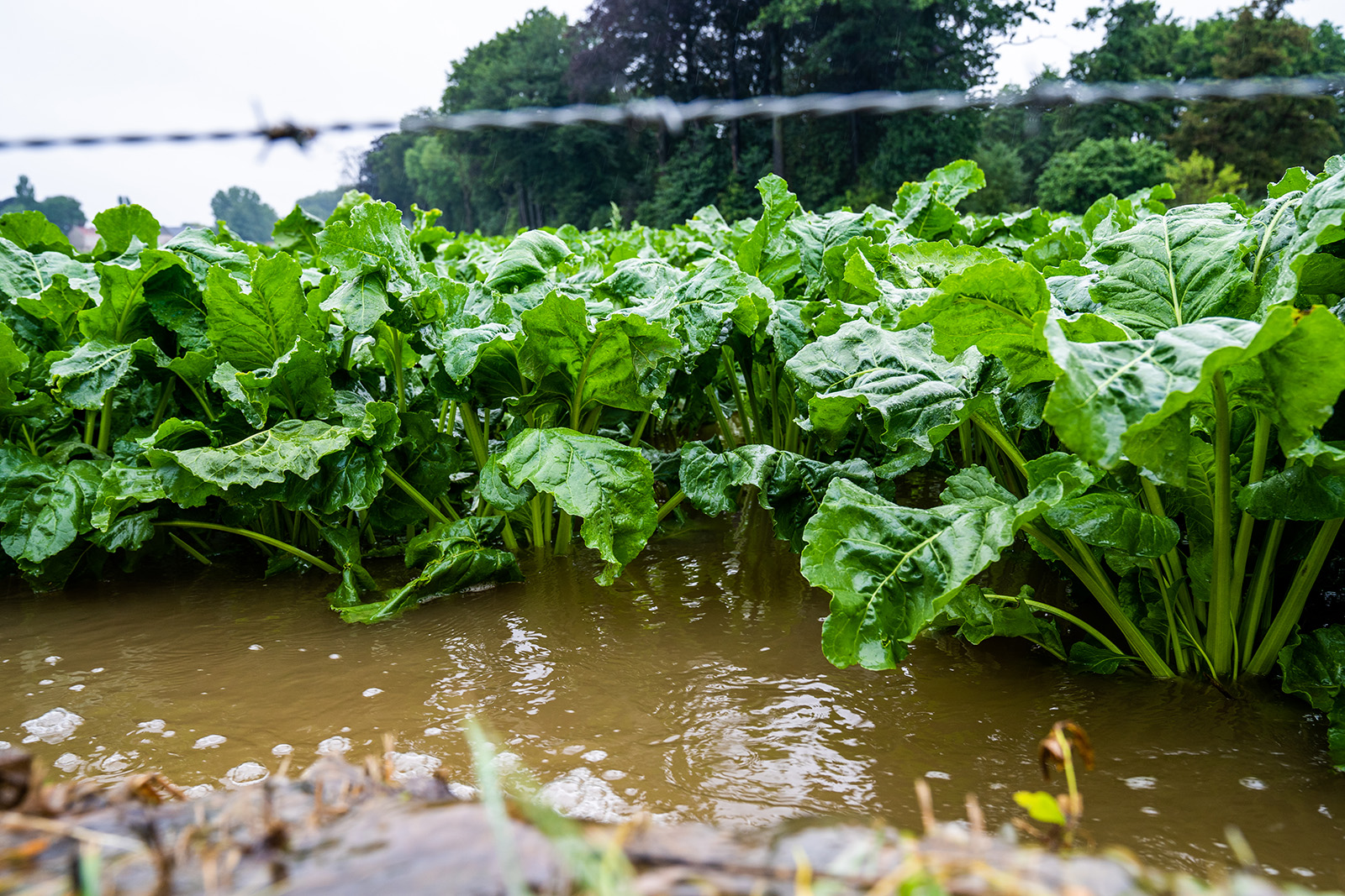 Extreme wateroverlast - Foto: Bert Jansen