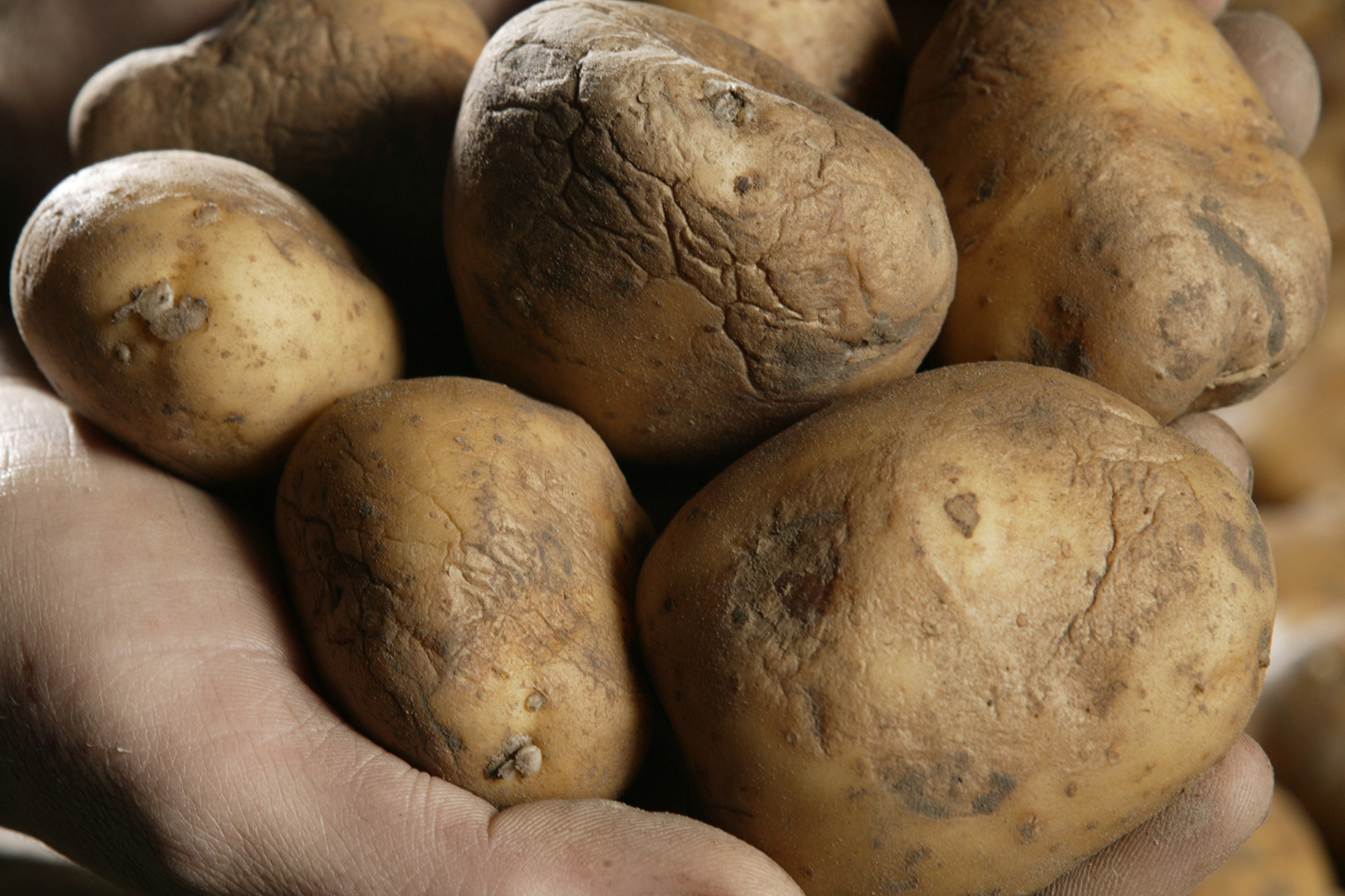 Door zilverschurft aangetaste aardappelen. - Foto: Mark Pasveer