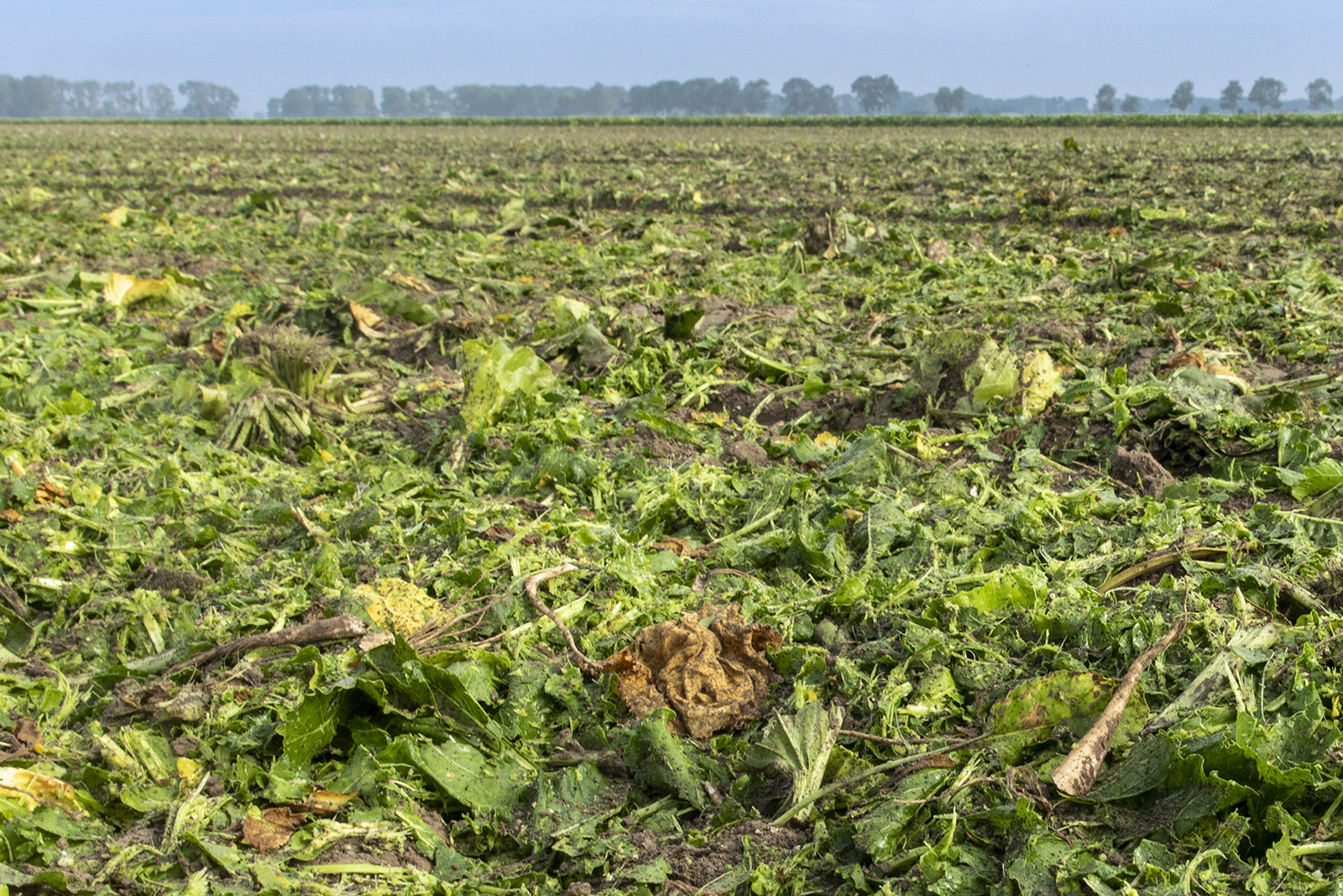 Resten oogst suikerbieten - Foto: Koos Groenewold