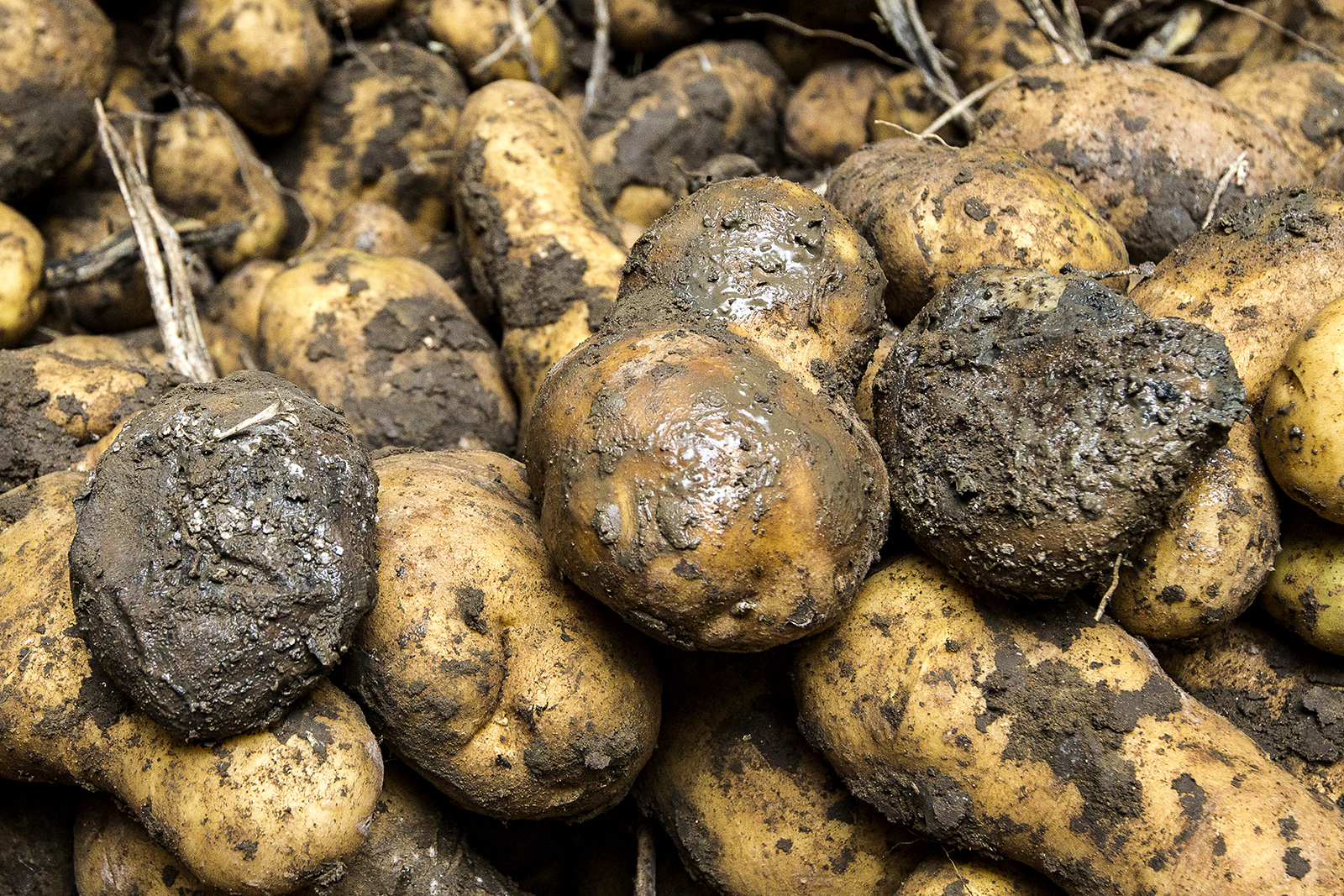 Rot in aardappelen. - Foto: Ronald Hissink