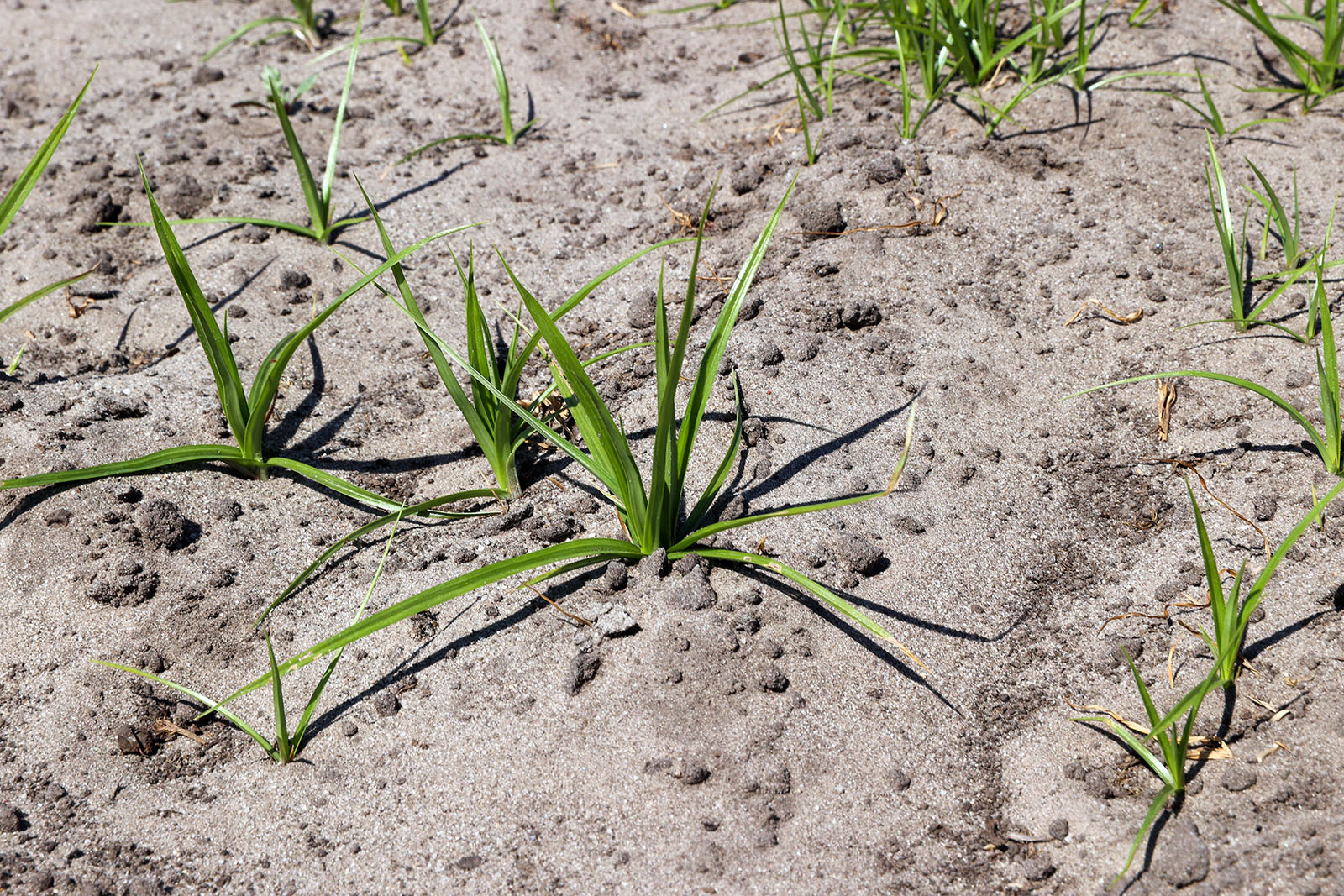 Knolcyperus. - Foto: Bert Jansen