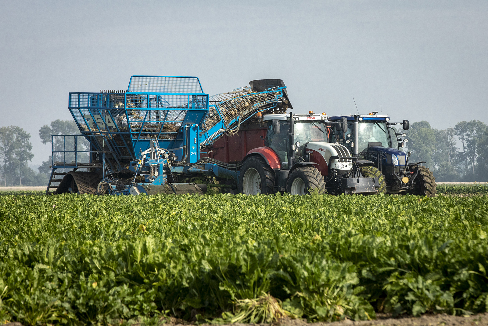 Rooien van bieten. - Foto: Koos Groenewold