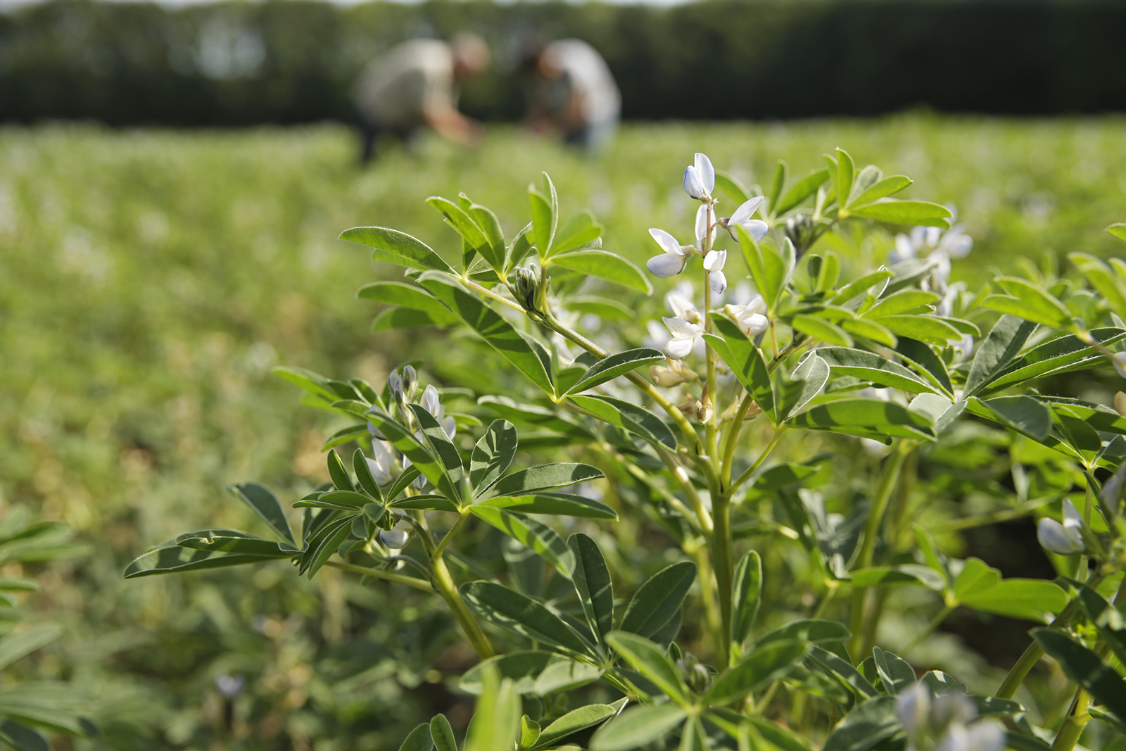 Lupine. - Foto: Michel Zoeter