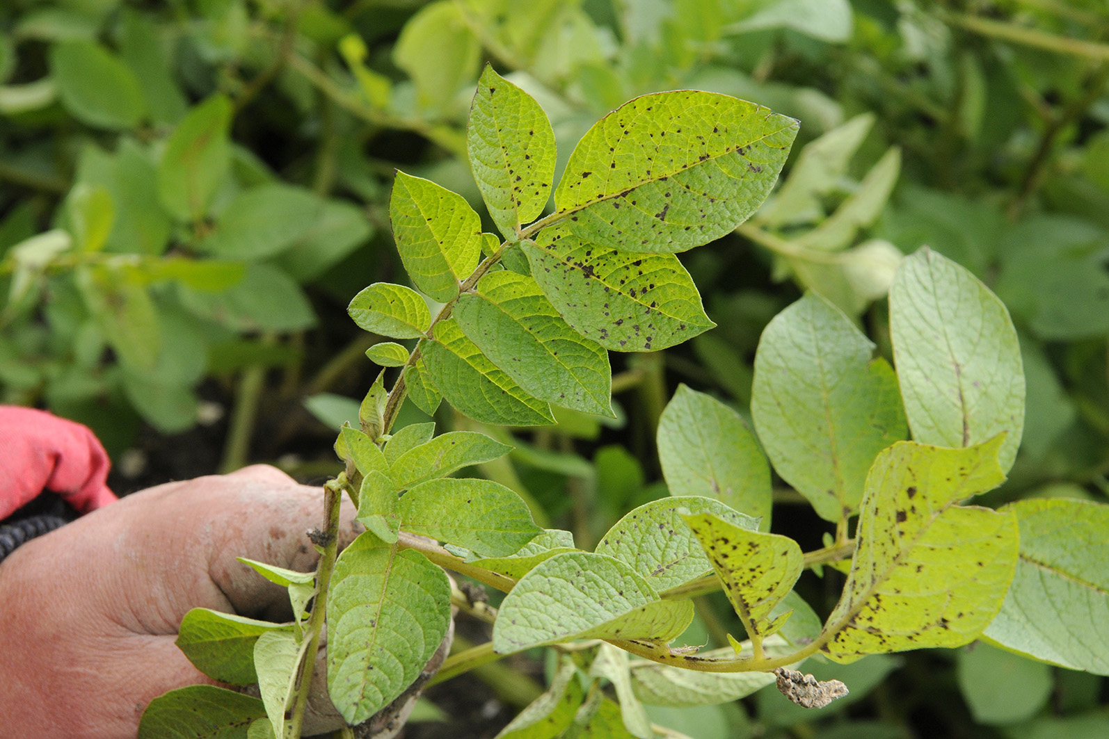 Alternaria in aardappelen. - Foto: Wick Natzijl