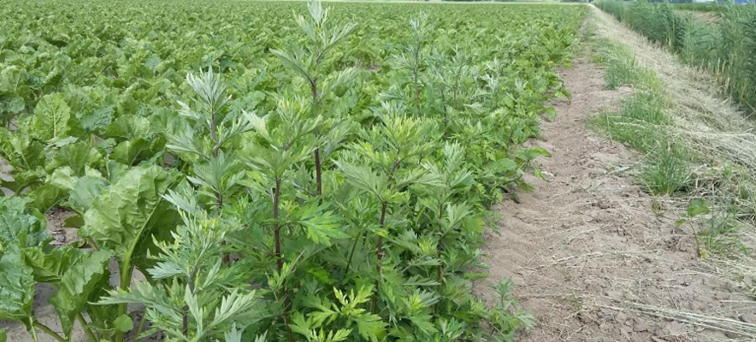 Artemisia in suikerbieten