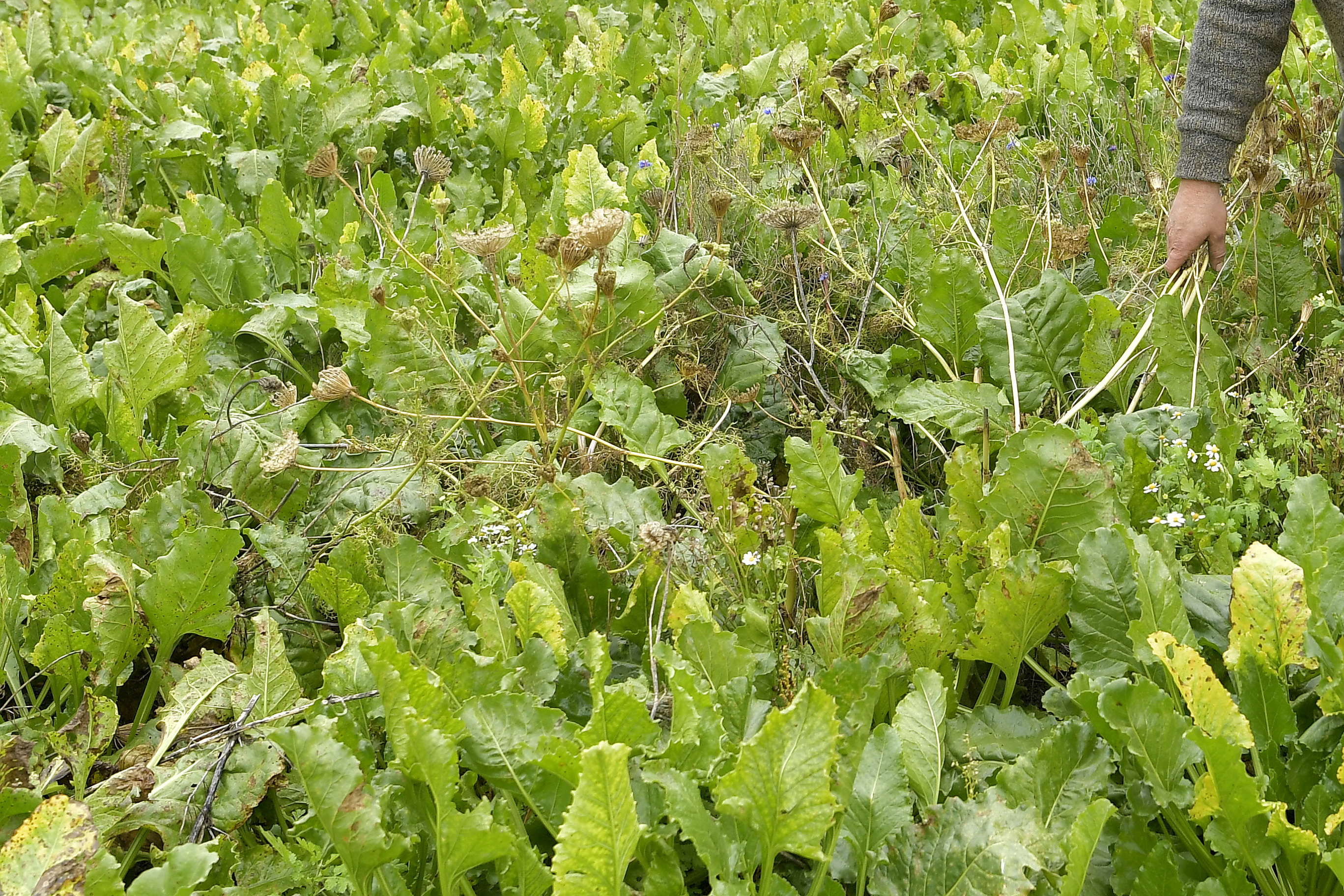 Artemisia in suikerbieten. - Foto: Cor Salverius