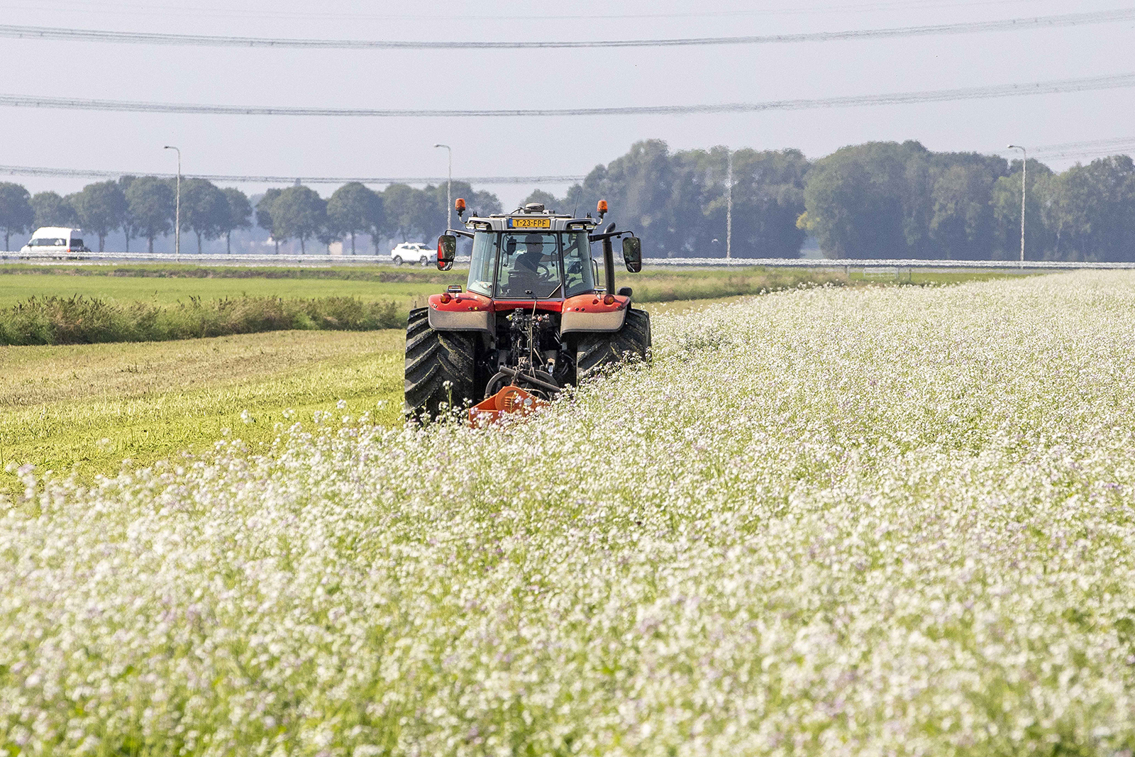 Bladrammenas als groenbemester. - Foto: Koos van der Spek