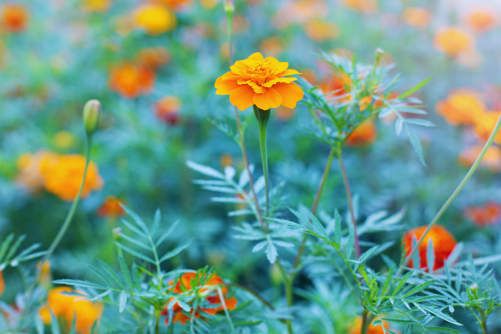 Tagetes. - Foto: Canva