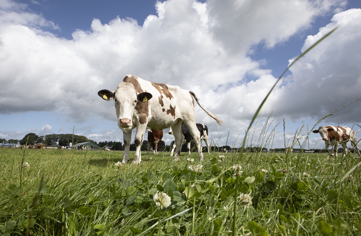 Crkls landbouwkundig onderzoek in melkvee